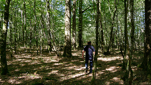 Recherche de beaux arbres