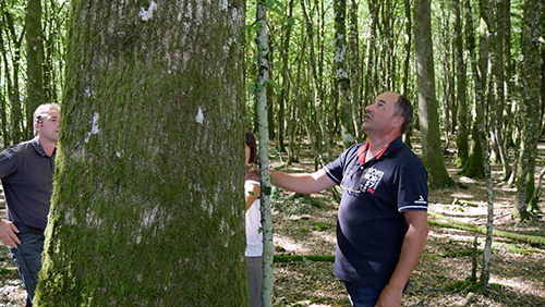 Recherche de beaux arbres