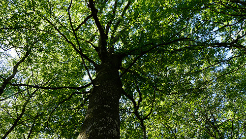 Recherche de beaux arbres