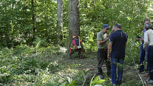 Recherche de beaux arbres