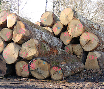 Stock de grumes