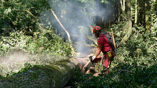 La coupe en forêt